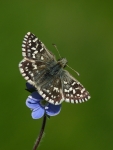 grizzled skipper