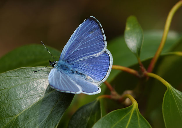 holly-blue-upperwing1_jim-asher-web