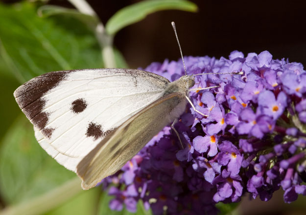 large-white-upperwing1_peter-eeles_web