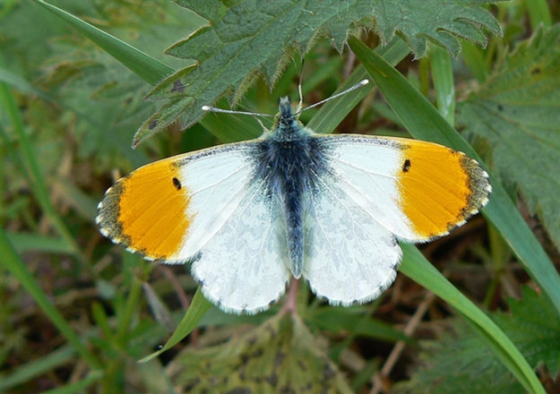 Orange-tip