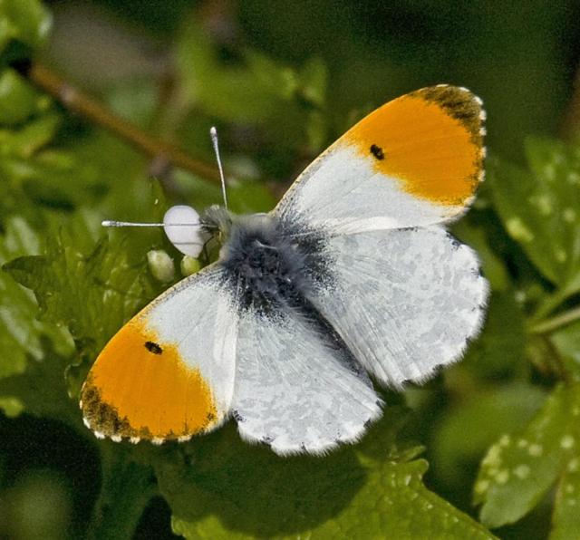 Orange-tip1