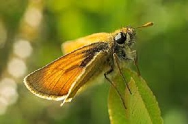 small skipper