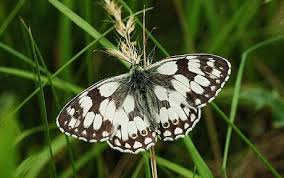marbled white
