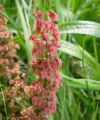 common sorrel