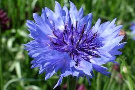cornflower