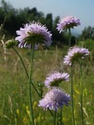 Field Scabious