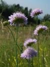 Field Scabious