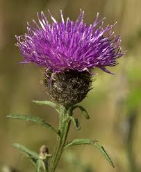 lesser knapweed