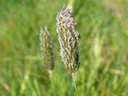 meadow foxtail