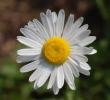 ox eye daisy