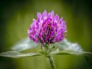 red clover