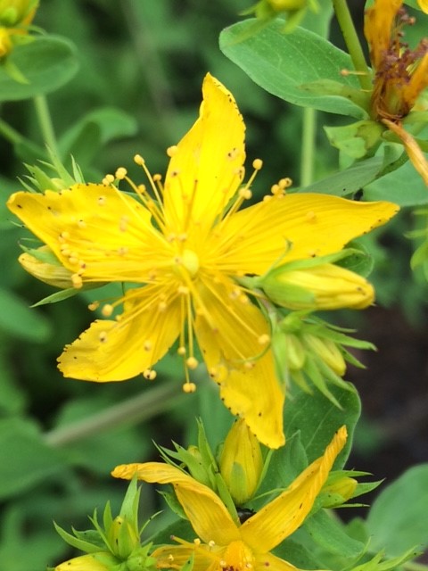 St Johns wort