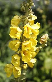 tall mullein