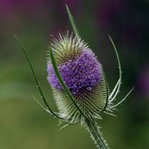 teasel