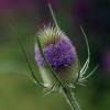 teasel