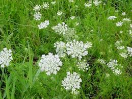 wild carrot