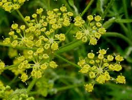 wild parsnip