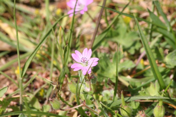 dove's-foot cranesbill