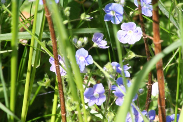 germander speedwell