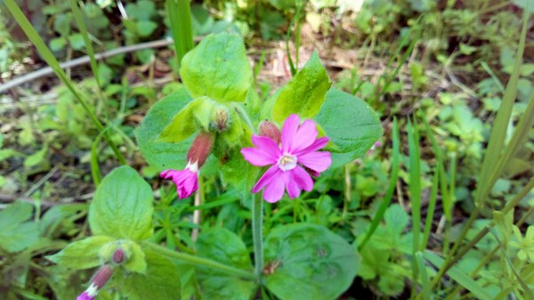 red campion