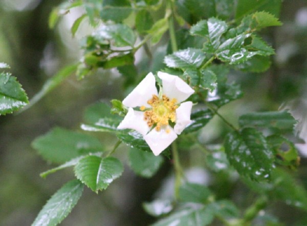 dog rose