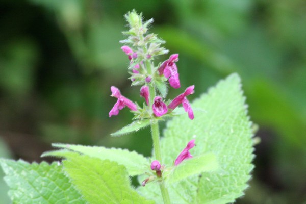 Hedge Woundwort