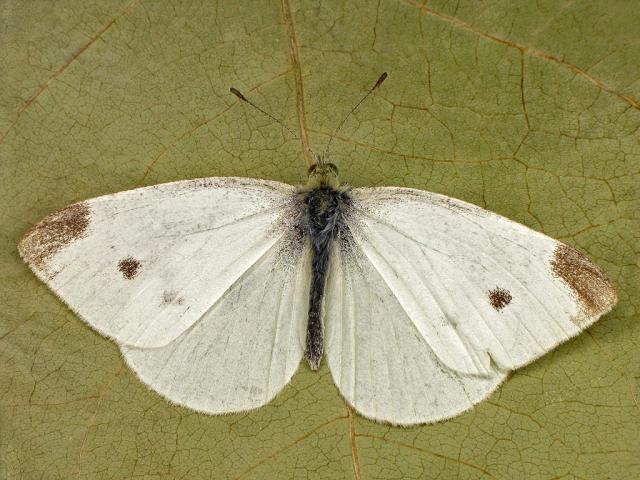 Small White